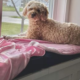 Goldendoodle and Golden Retriever All Grown Up from Servant Kennel