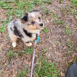 Toy Australian Shepherd Puppies from Beasley Acres Aussies