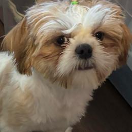River - Shih Tzu