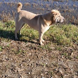 Bugatti - Chinese Shar-Pei