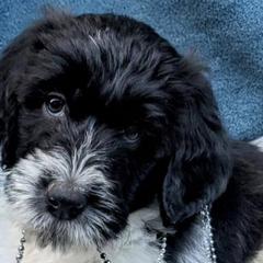 Double Doodles from South Bay Double Doodles