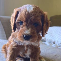 White collar girl - Apricot female Cavapoo puppy in Almira, Washington from Cavapoo Cuddles