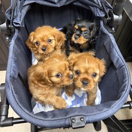 Cavalier King Charles Spaniel Puppies from Reynolds Farms Cavaliers