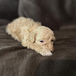 Aussiedoodle and Poodle Puppies from Sassy Poodle’s & Doodle’s