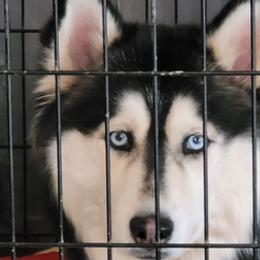 Siberian Huskies from Annonson Tammy