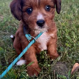 Girl 1 - Red tri-color female Aussiedoodle puppy in Hillsboro, Illinois from Perfect Paws Puppies