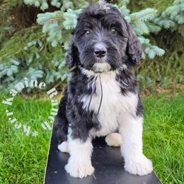 Black collar - Black and white male Bernedoodle puppy in Ashton, Idaho from Kerr Kanine Ranch