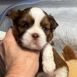 Tiffany - Red and white female Shih Tzu puppy in Covington, Georgia from Top Hats 2  Shih Tzu’s
