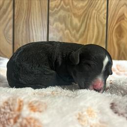 S'more - Black female Goldendoodle puppy in Pittsburg, Texas from Grace Springs Goldendoodles