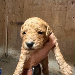 Boy 1 - Red  male Goldendoodle puppy in Shingle Springs, California from California Double Doodles