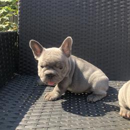 French Bulldog Puppies from NeighborHood Frenchies