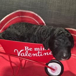 Charlie Brown - Black and white male Aussiedoodle puppy in Cumberland, Rhode Island from W Doodle Crew