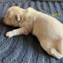 Girl 3 - Cream and white female Shih Tzu puppy in Monterey, Tennessee from Mountain Laurel Shihtzu