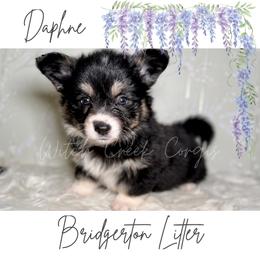 Daphne- Fluffy - Black and white female American Corgi puppy in Greenwood, Indiana from Witch Creek Corgis