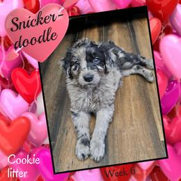 Snickerdoodle - Blue merle female Aussiedoodle puppy in Fredericktown, Ohio from Brisby Bordoodles