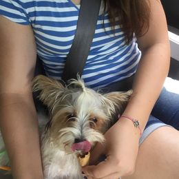 Morkie Puppies from PSD Pups