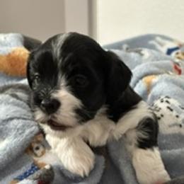 Carlos - Black and white male Havanese puppy in North Richland Hills, Texas from A Royal Havanese Court