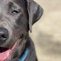 Dilute Retrievers and Labrador Retrievers from Stunning Silver Bullets Labradors