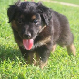 Samantha Groce - Black tri female Miniature Australian Shepherd puppy in Wartrace, Tennessee from Whiskey Land Aussie's