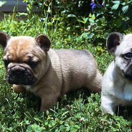 French Bulldog Puppies from Von Bales French Bulldogs
