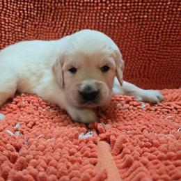 Boy 2 - Light golden male Golden Retriever puppy in Savannah, Georgia from Golden Point Retrievers