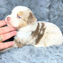 Nugget - Red merle female Miniature Australian Shepherd puppy in Alabama from SBA Aussies