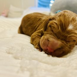 Mr. Dinkles - Red  Goldendoodle puppy in Windsor, Colorado from Front Range Family Doodles