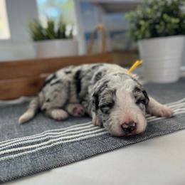 San Clemente - White and blue merle female Bordoodle puppy in Valley Center, California from Circle R Valley Bordoodls