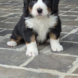 Fifty (pink Collar) - Black tan and white male Bernese Mountain Dog puppy in Gaffney, South Carolina from Circle D Farms