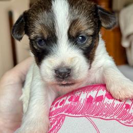 Trips - White and tan male Russell Terrier puppy in Viper, Kentucky from Mountain Top