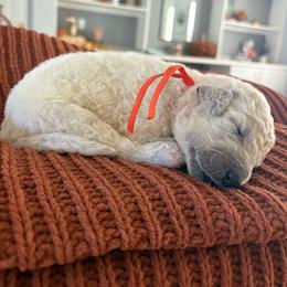 Orange - Cream male Goldendoodle puppy in Brooksville, Florida from Abby’s Standard Goldendoodles