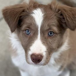 Border Collies from Spotted Dreams Farm