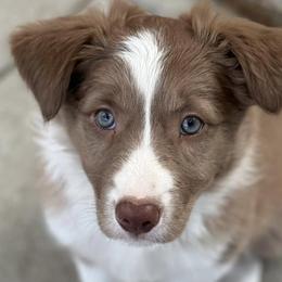Border Collies from Spotted Dreams Farm
