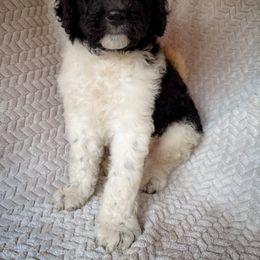 Marble - Black and white male Bernedoodle puppy in Grant City, Missouri from Timberline Paws
