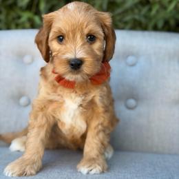Willie - Red  male Goldendoodle puppy in Queen Creek, Arizona from Goldendoodle AZ