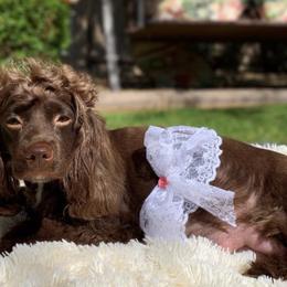 Cockapoo All Grown Up from Frosty Acres Cockapoos