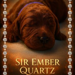 Sir Ember Quartz - Red  male Poodle puppy in Woodbridge, Virginia from Rosa Red Standard Poodles