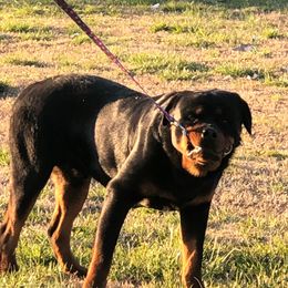 Ivan - Rottweiler
