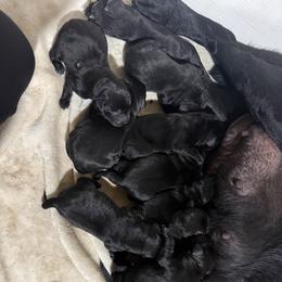 Female 4 - Black female Labrador Retriever puppy in Wilson’s, Virginia from Cedar Hill Farm Labradors