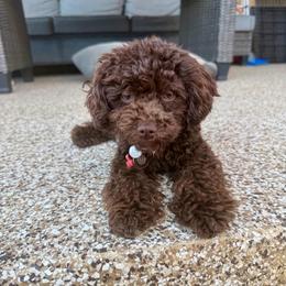 Theo - Poodle