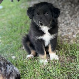 Australian Shepherd and Border Collie Puppies from Smothermon Livestock