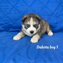 Dakota boy 1 - Gray and white male Siberian Husky puppy in Ocala, Florida from Florida Husky Puppies