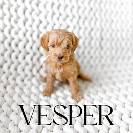 Vesper - Apricot female Goldendoodle puppy in Springville, Utah from Happy Doodle