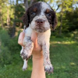 Juliet - Liver white and tan female English Springer Spaniel puppy in Coxs Creek, Kentucky from Bluegrass Bend English Springer Spaniels