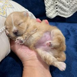 Lola - Cream sable female Pomeranian puppy in Jefferson City, Missouri from MJ’s Pomeranians