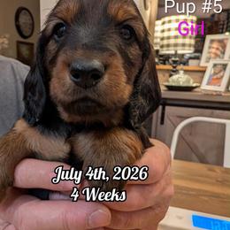 Girl 5 - Red female Dachshund puppy in Bluff City, Tennessee from Sidanelv Dachshunds