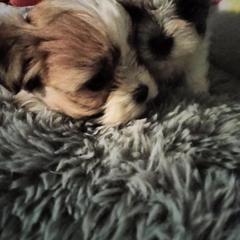 Shorkie and Yorkipoo Puppies from Tina-Marie's Pups