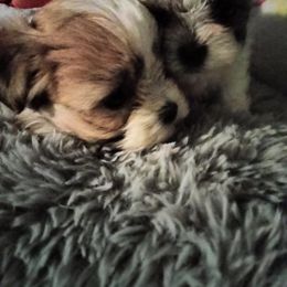 Shorkie and Yorkipoo Puppies from Tina-Marie's Pups