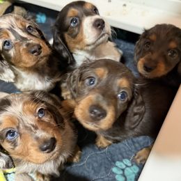 Dachshund puppies from Collier Dachshunds