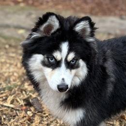 Dakota (Koda) - Pomsky